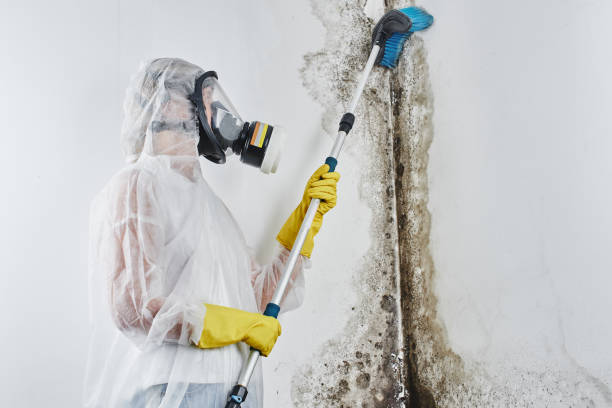 Best Black Mold Removal  in Morgantown, WV