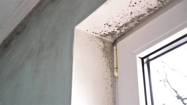 Best Home Mold Removal  in Morgantown, WV