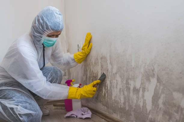 Best Mold Damage Repair  in Morgantown, WV