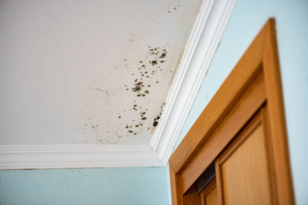 Best Mold Damage Repair  in Morgantown, WV