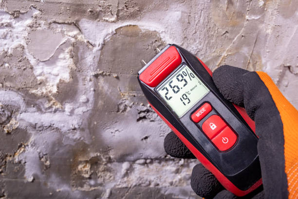 Best Mold Damage Repair  in Morgantown, WV