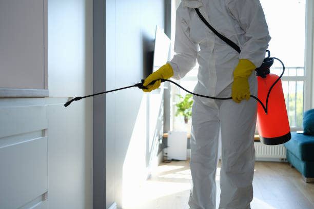 Best Certified Mold Removal  in Morgantown, WV