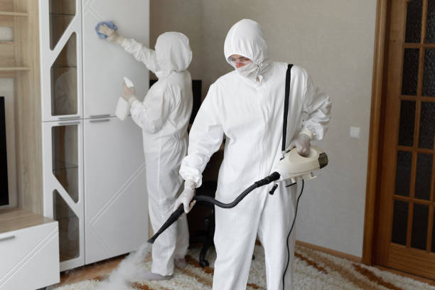 Best Local Mold Removal Service  in Morgantown, WV