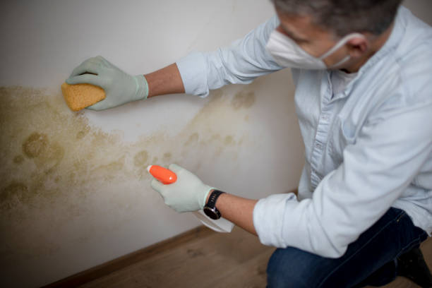 Best Local Mold Removal Service  in Morgantown, WV