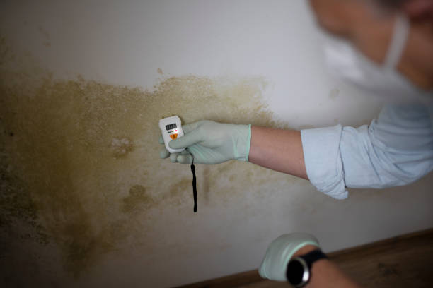 Best Mold Remediation  in Morgantown, WV