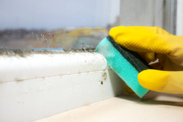 Best Home Mold Removal  in Morgantown, WV