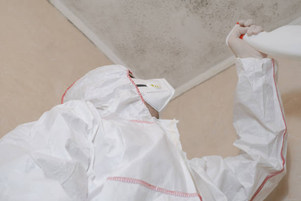 Best Attic Mold Removal  in Morgantown, WV