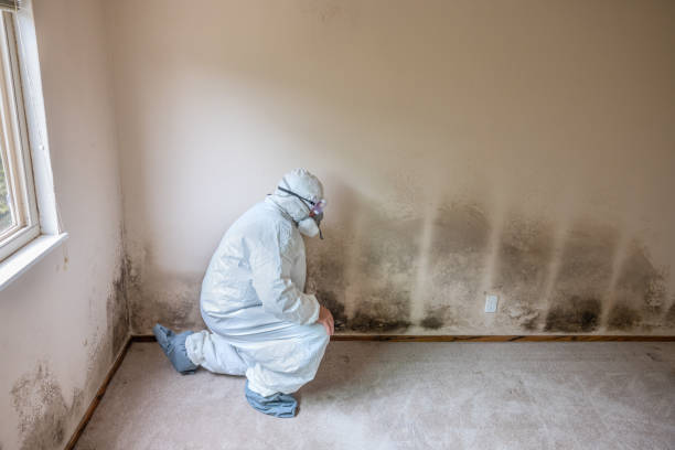 Best Mold Removal Company Near Me  in Morgantown, WV