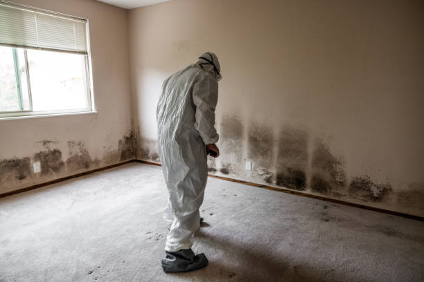 Best Home Mold Removal  in Morgantown, WV