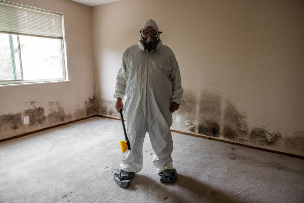 Best Affordable Mold Removal  in Morgantown, WV