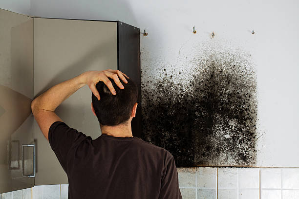 Trusted Morgantown, WV Mold Removal Experts