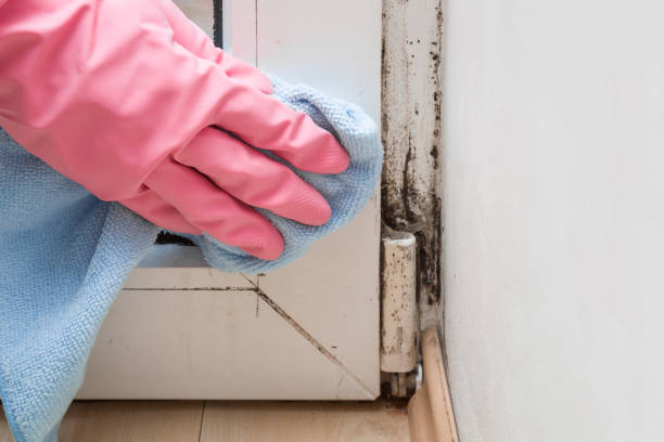 Best Certified Mold Removal  in Morgantown, WV