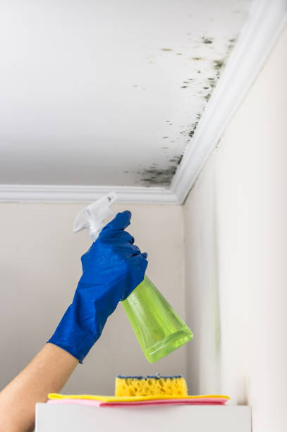 Best Same-Day Mold Removal  in Morgantown, WV